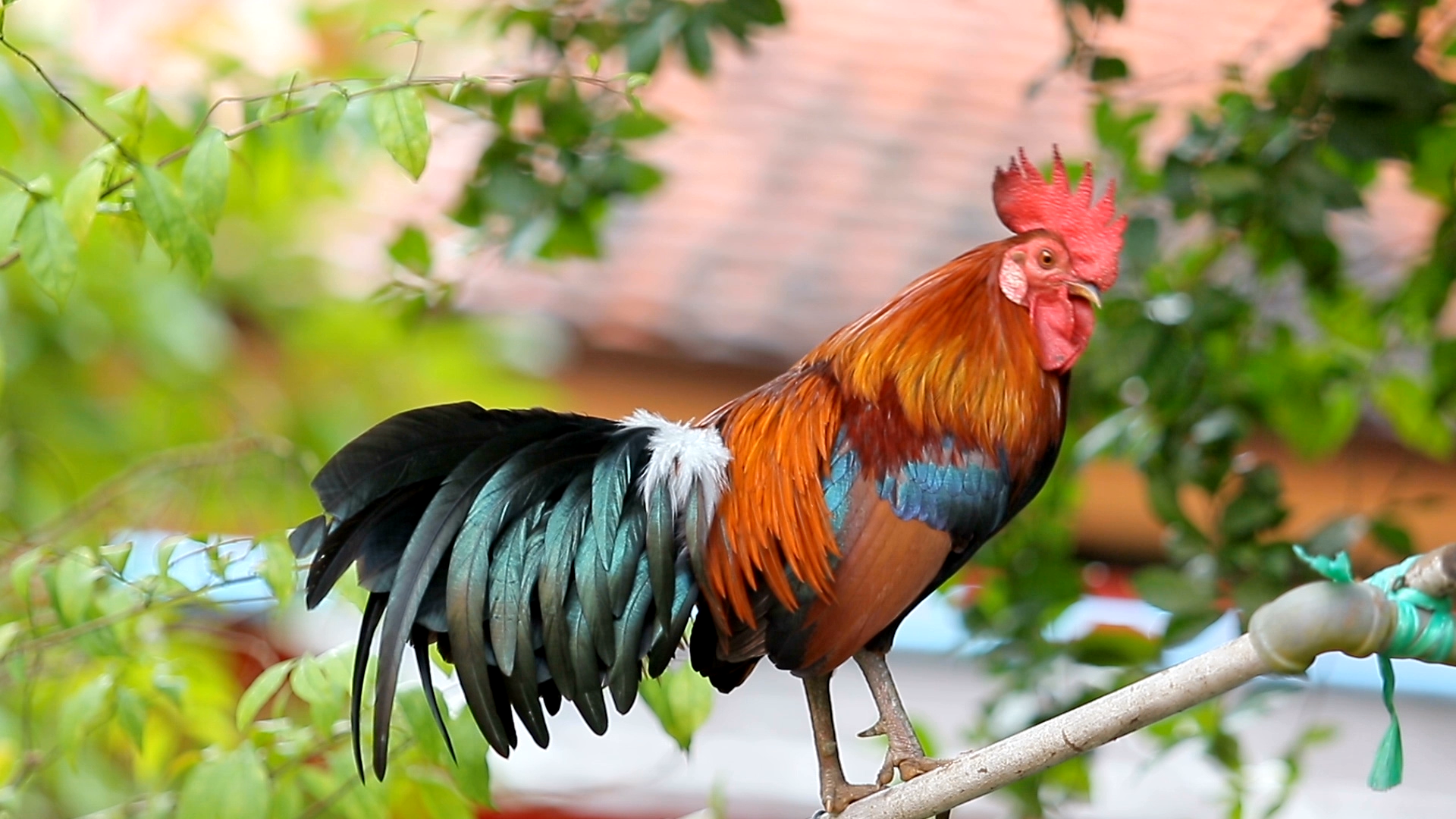 Gallo de plumaje colorido posado sobre una rama, rodeado de hojas verdes desenfocadas en un entorno natural