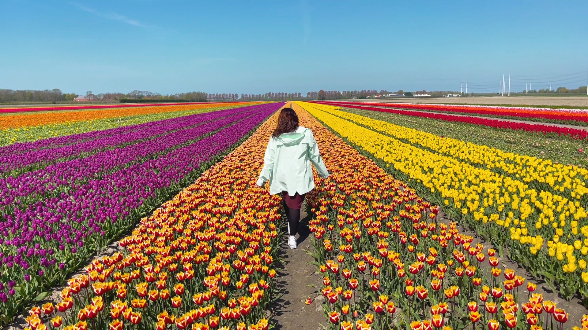 Persona caminando entre hileras de tulipanes de colores en un extenso campo bajo un cielo despejado