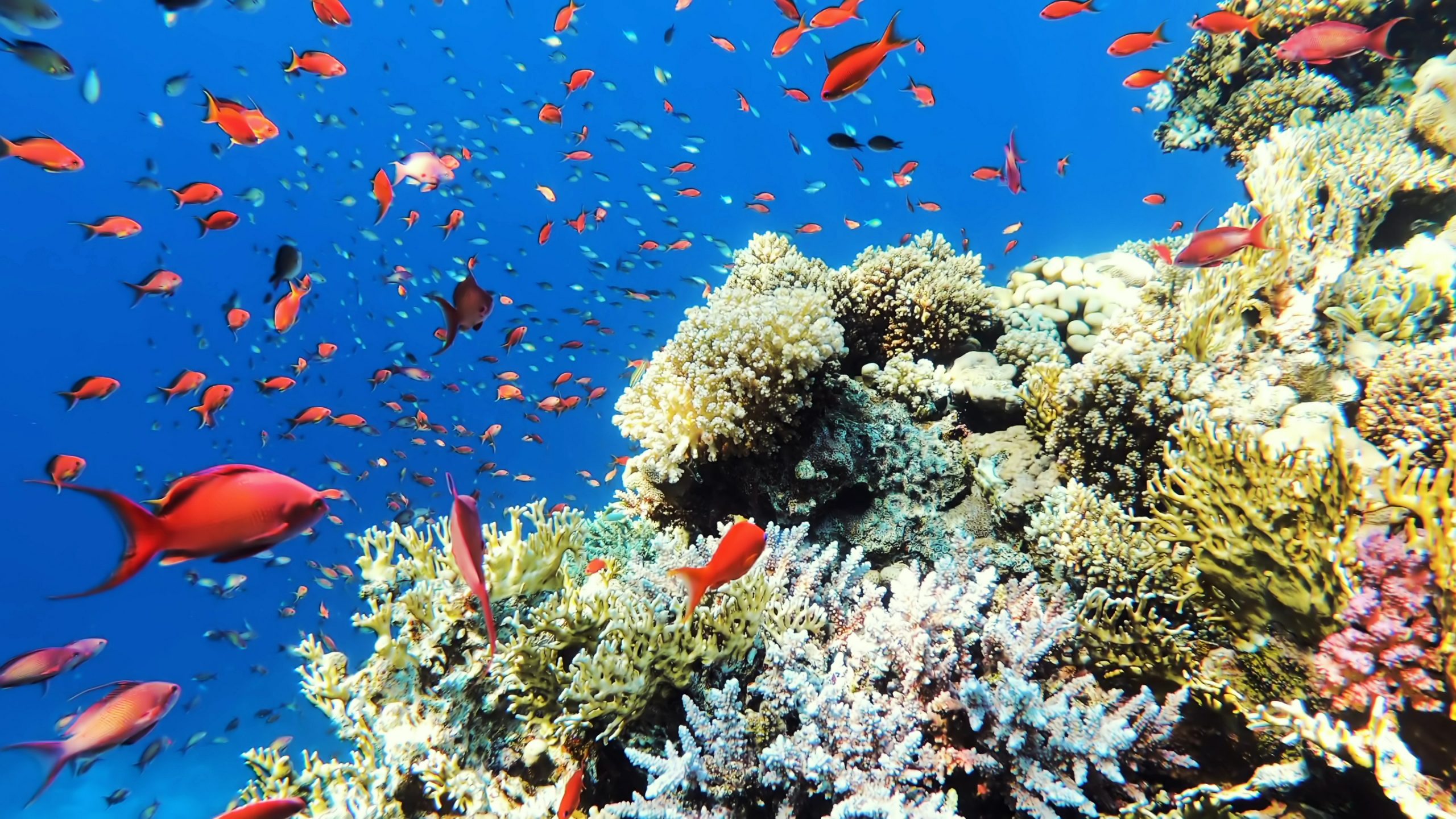 Arrecife de coral tropical con peces de colores nadando en aguas cristalinas del océano.